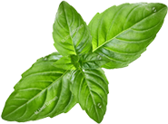 basil